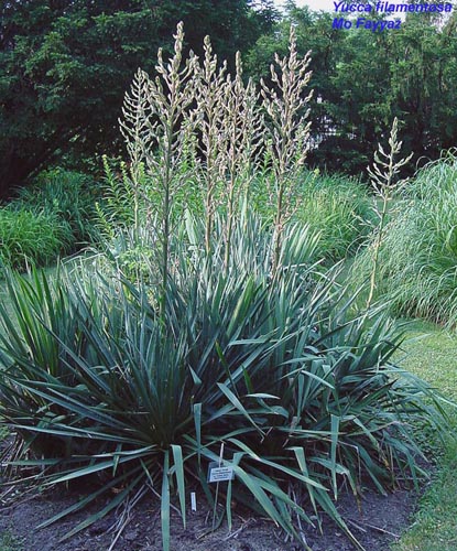 یوکا فیلامنتوسا